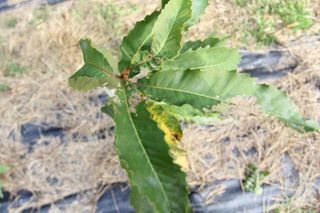 american chestnut tree, trees, genetic engineering, genetically modified trees, chestnuts, forests