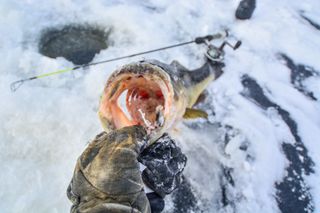 Largemouth bass on ice