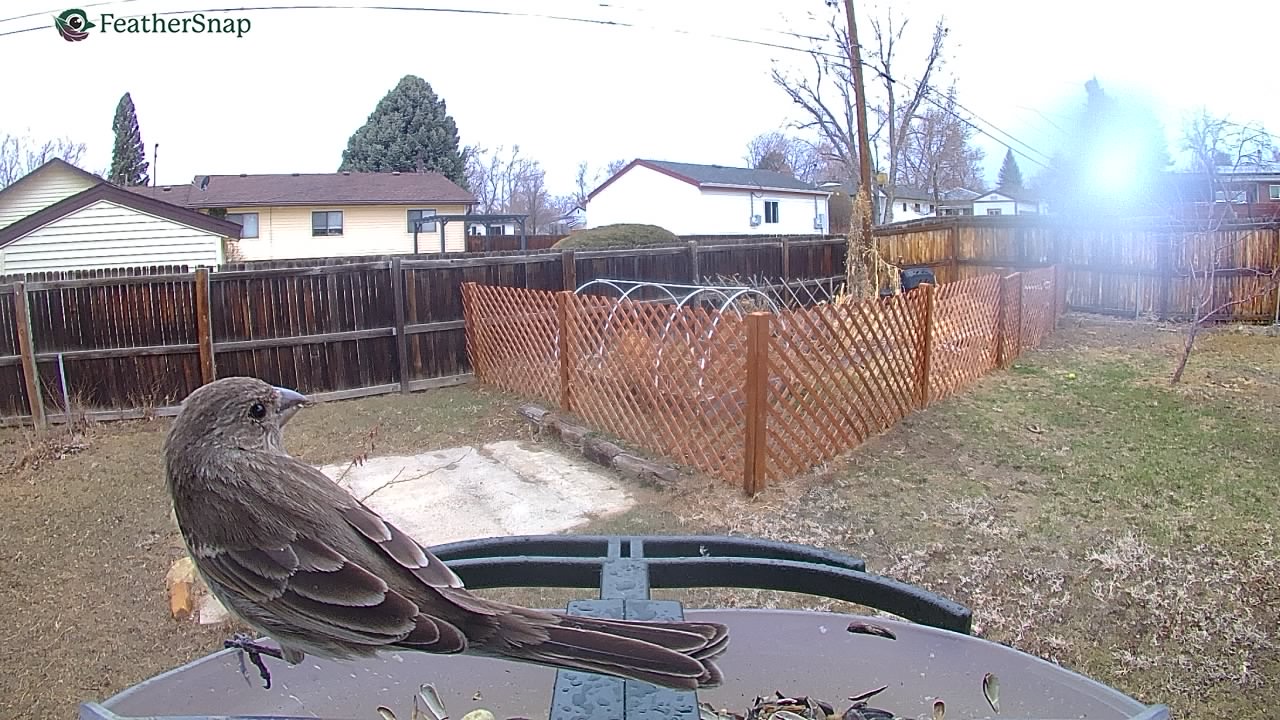 Example shots from the Feathersnap Scout Bird Feeder.