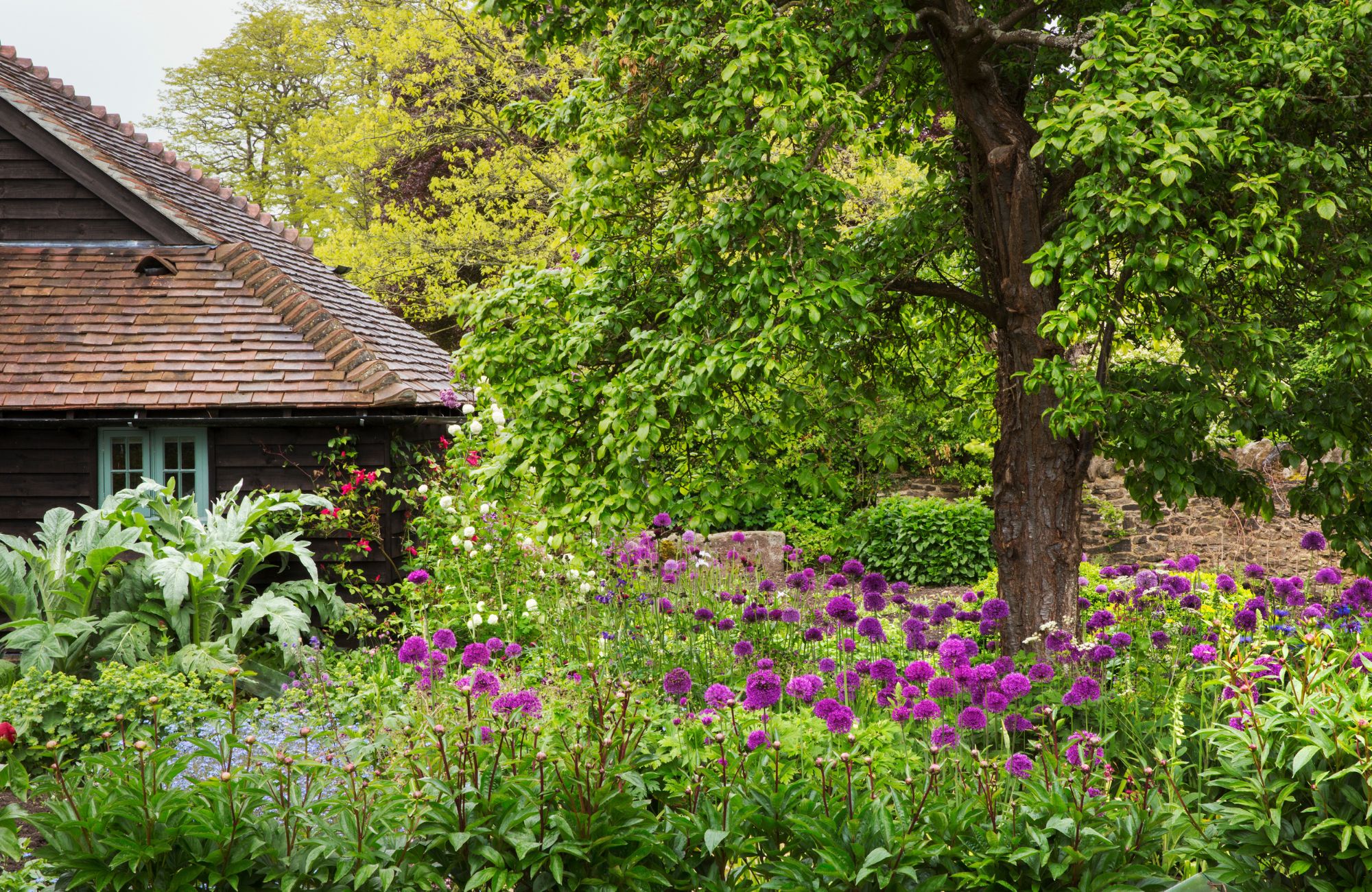 View of garden with tree and bed of purple flowers, cottage in background. 