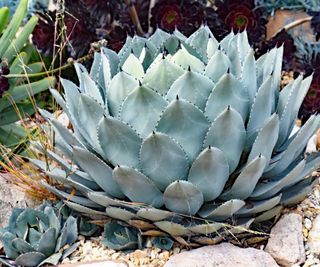 agave with pups growing in a garden