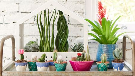 houseplants arranged on a side table