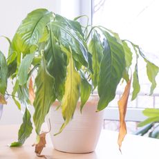 houseplant showing signs of wilting and yellowing