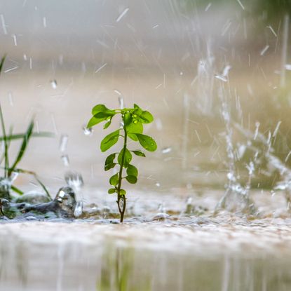 plant in heavy rain