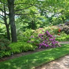 Shrubs for shade - zone 5 example of shade garden