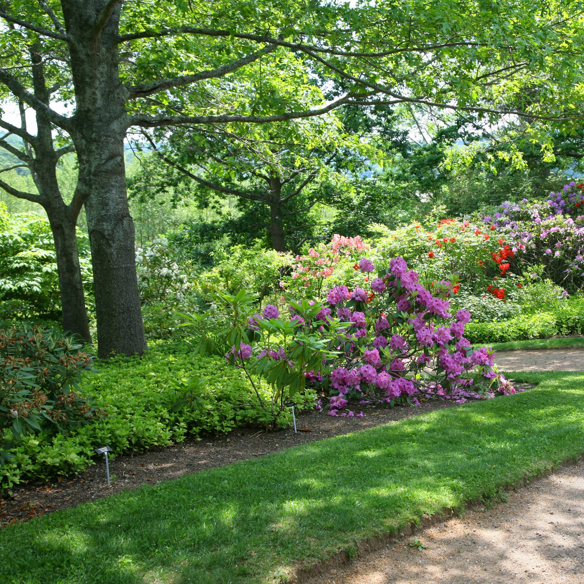 Shrubs for shade - zone 5 example of shade garden