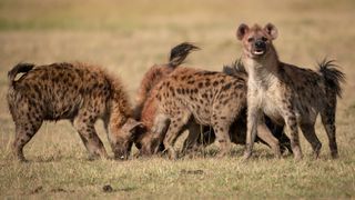 Hyenas are great at cooperating with one another.