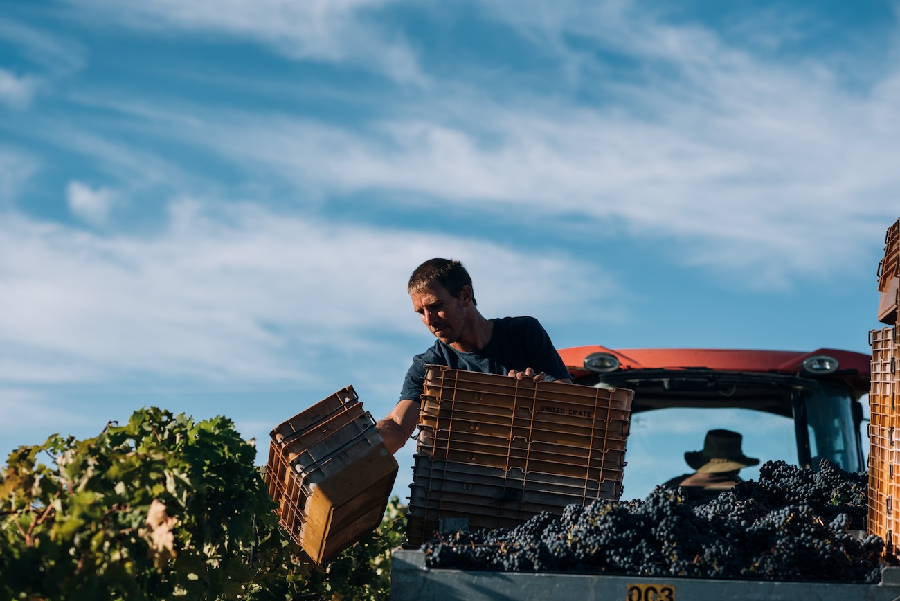 Cabernet harvest at Windows Estate