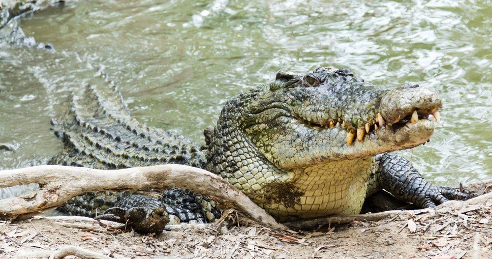 a saltwater crocodile emerges from the water.