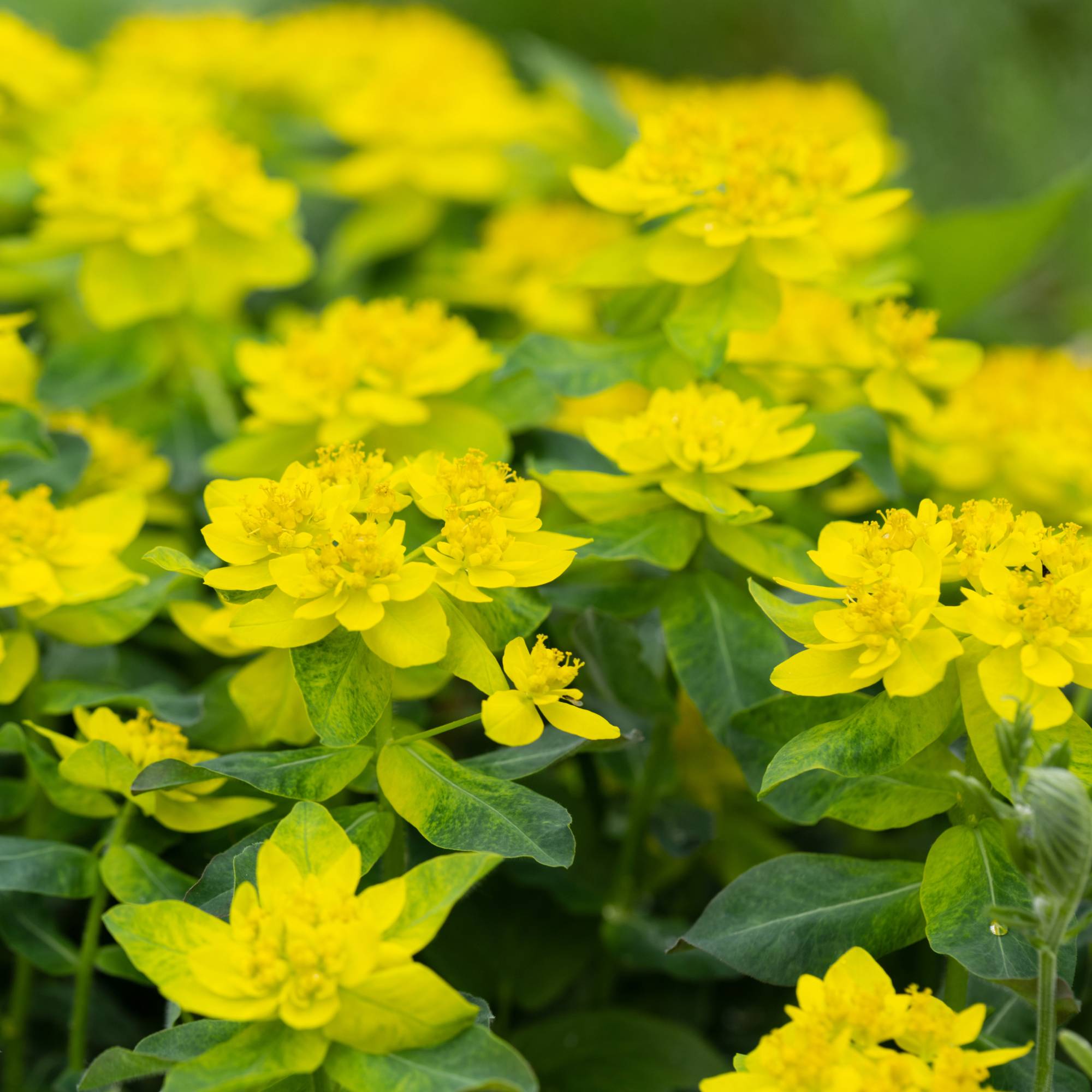 Bright yellow cushion spurge flowers