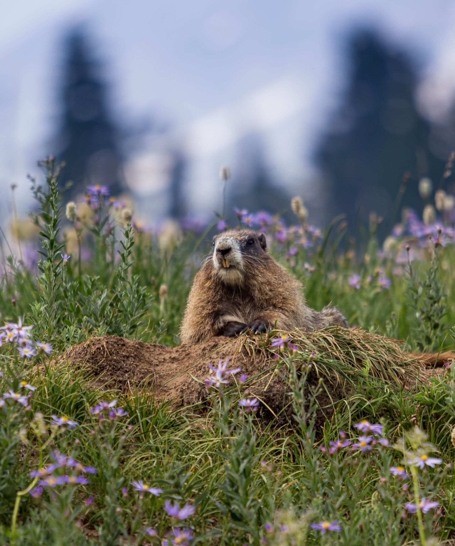 Using Epsom salts to deter groundhogs: protect your backyard | Homes