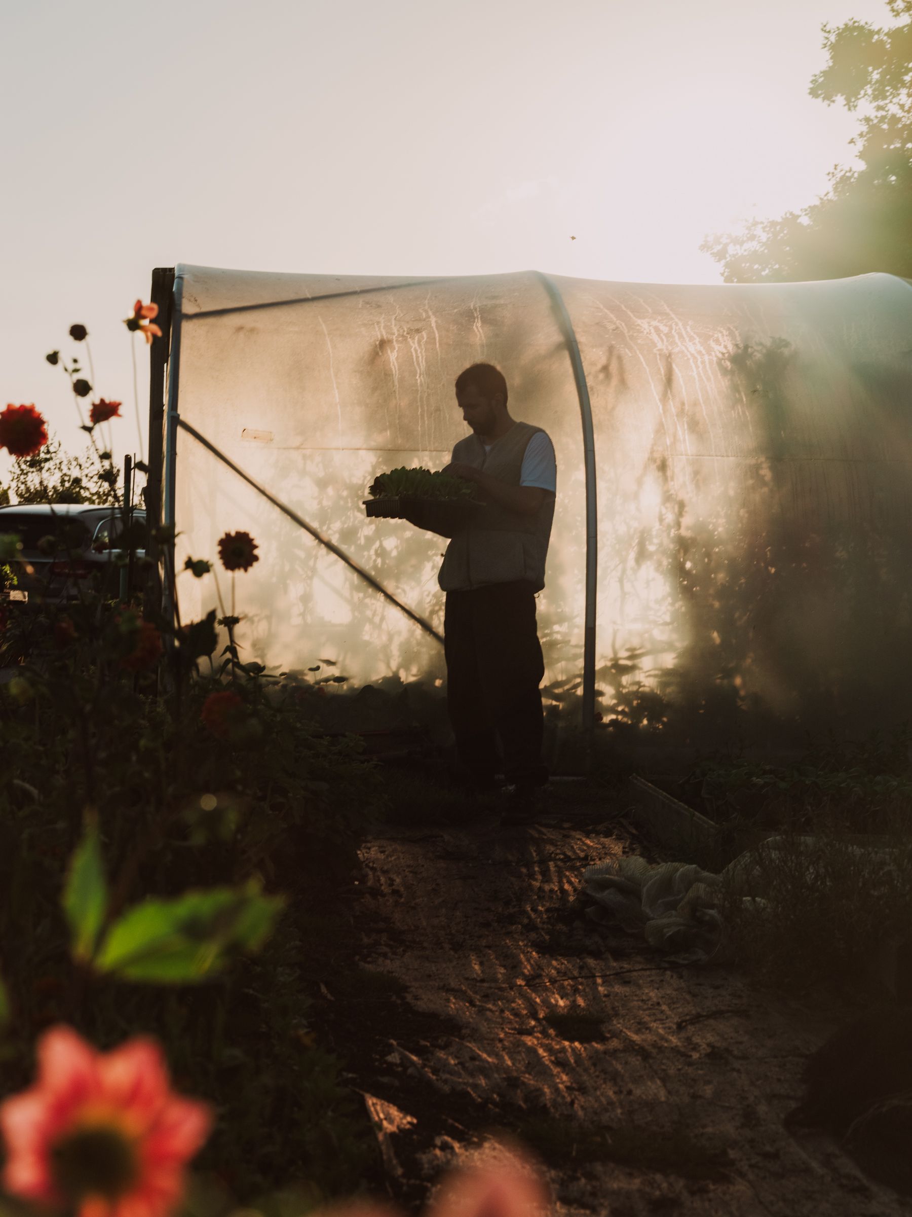 Two portraits of a young man dressed in a beige shearling vest with a white T-shirt underneath it while handling vegetables and flowers on a sun-lit farm at sunset.