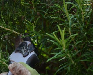 pruning rosemary with secateurs