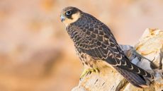 Eleonora's falcon perched on rocks with an orange hue