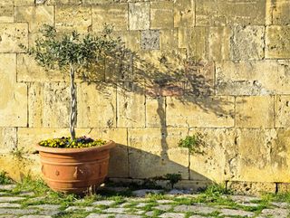 A vase of olive tree, violets and its shadow on an old wall