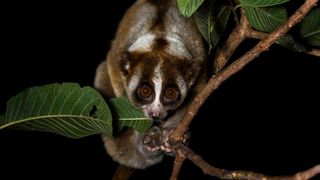 A slow loris photographed on a branch at night.