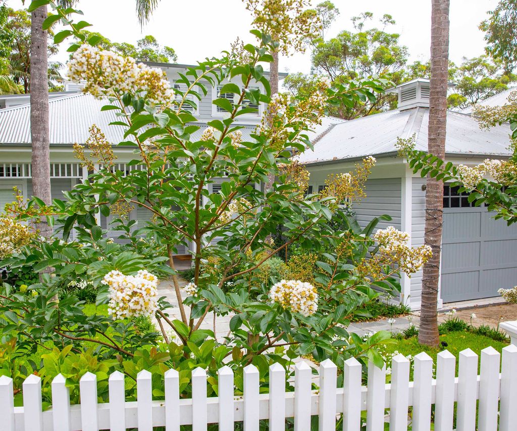 Crepe myrtle care and growing guide tips for these trees Homes & Gardens