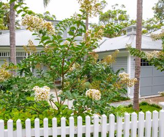 white crepe myrtle in front yard