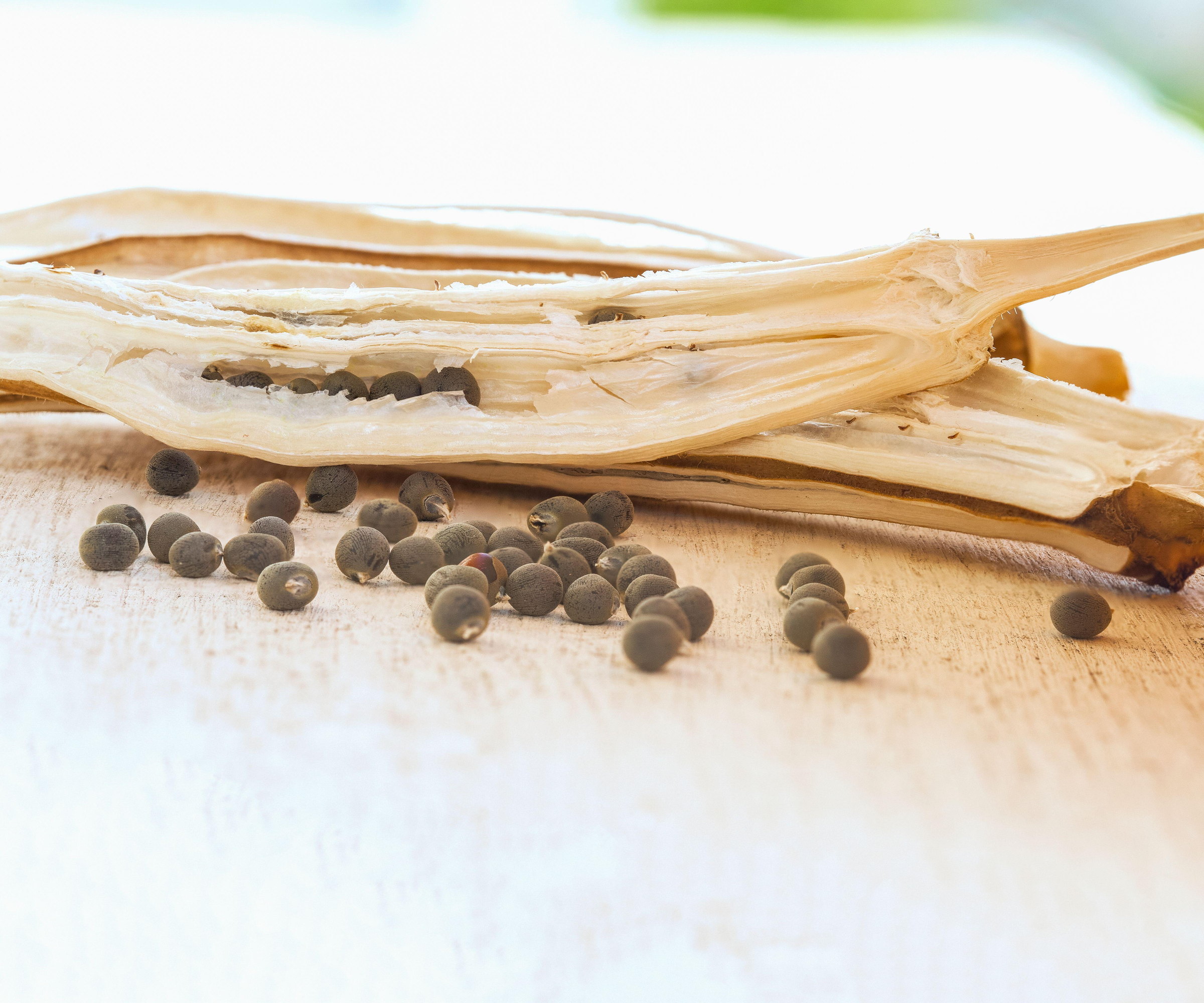 A dried okra seed pod with the seeds scattered around it
