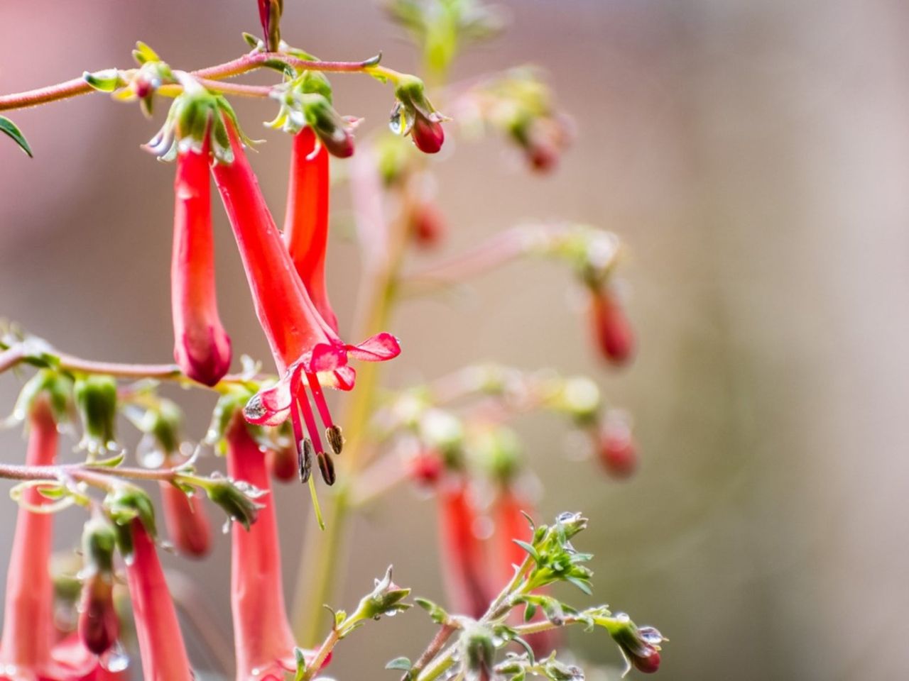 Red Cape Fuchsia Plants