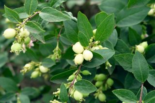 white berries of Symphoricarpos albus (snowberry) hang on the branches