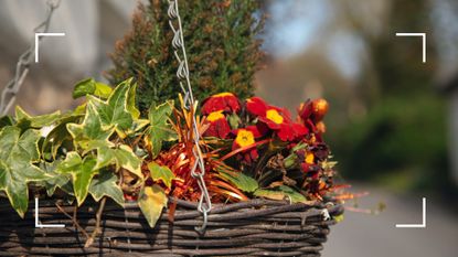 picture of a hanging basket with winter plant and flowers in it