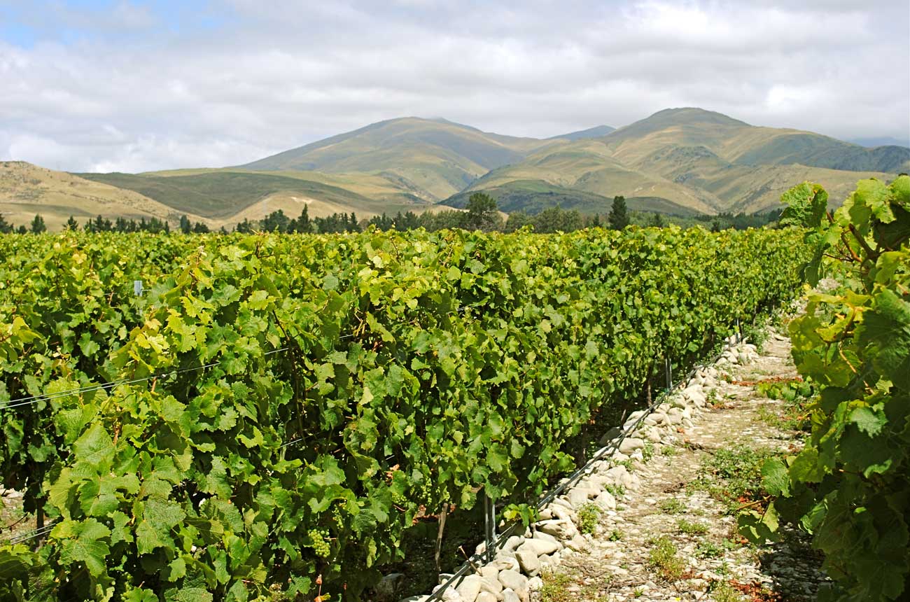 Valli Wine vineyard in Waitaki, Central Otago