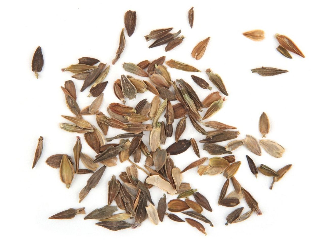 Zinnia seeds on a white background