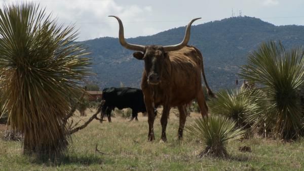 Big Horned Bull en route during the Tour Divide