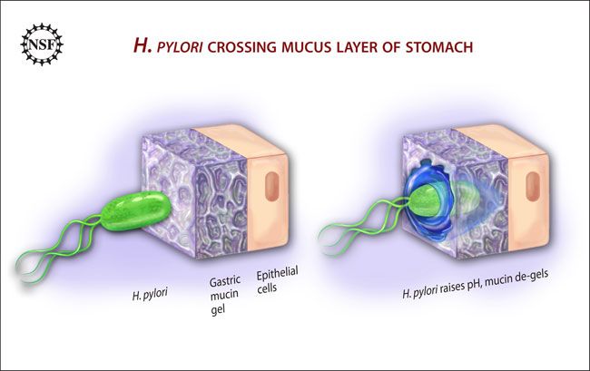 How Bacteria Get Past Our Defenses Live Science