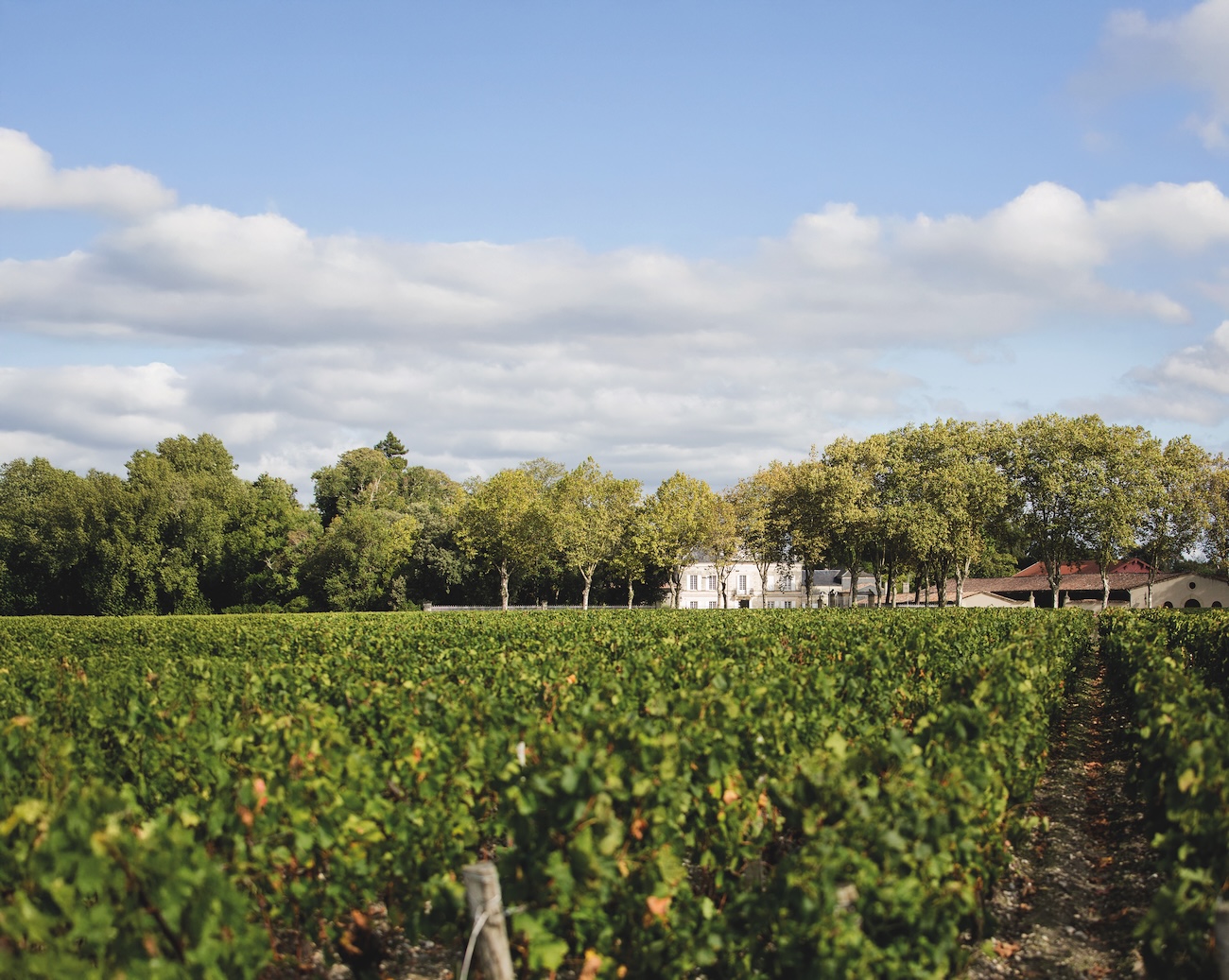 vineyards at Ch&amp;acirc;teau Batailley