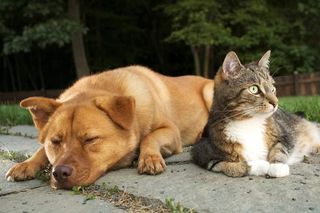 Pictures Of Cats And Dogs