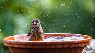 Sparrow using bird bath