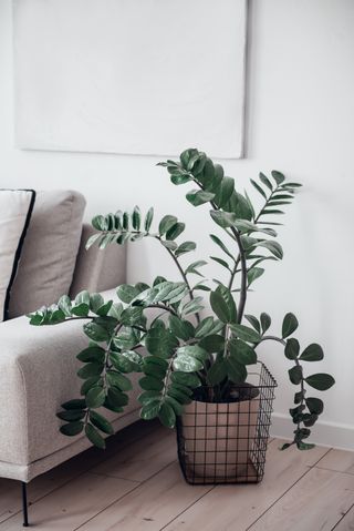 A zz plant in a caged planter setup