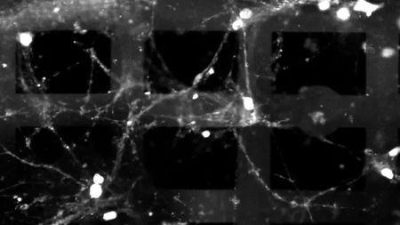 Biological neurons growing over and through a layer of a 3D electronic mesh.