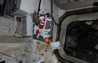 Stealth elf: This picture from NASA astronaut Anne McClain shows the hiding spot for one of Santa's helpers on the International Space Station.  