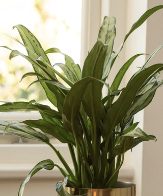 Chinese evergreen houseplant in gold plated pot