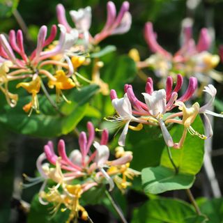 A close-up of honeysuckle flowers