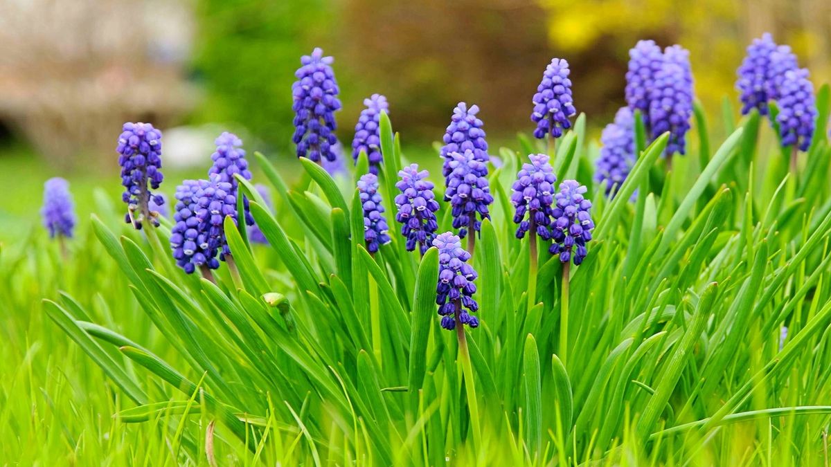 これらの花がどれほど簡単であるかは信じられません