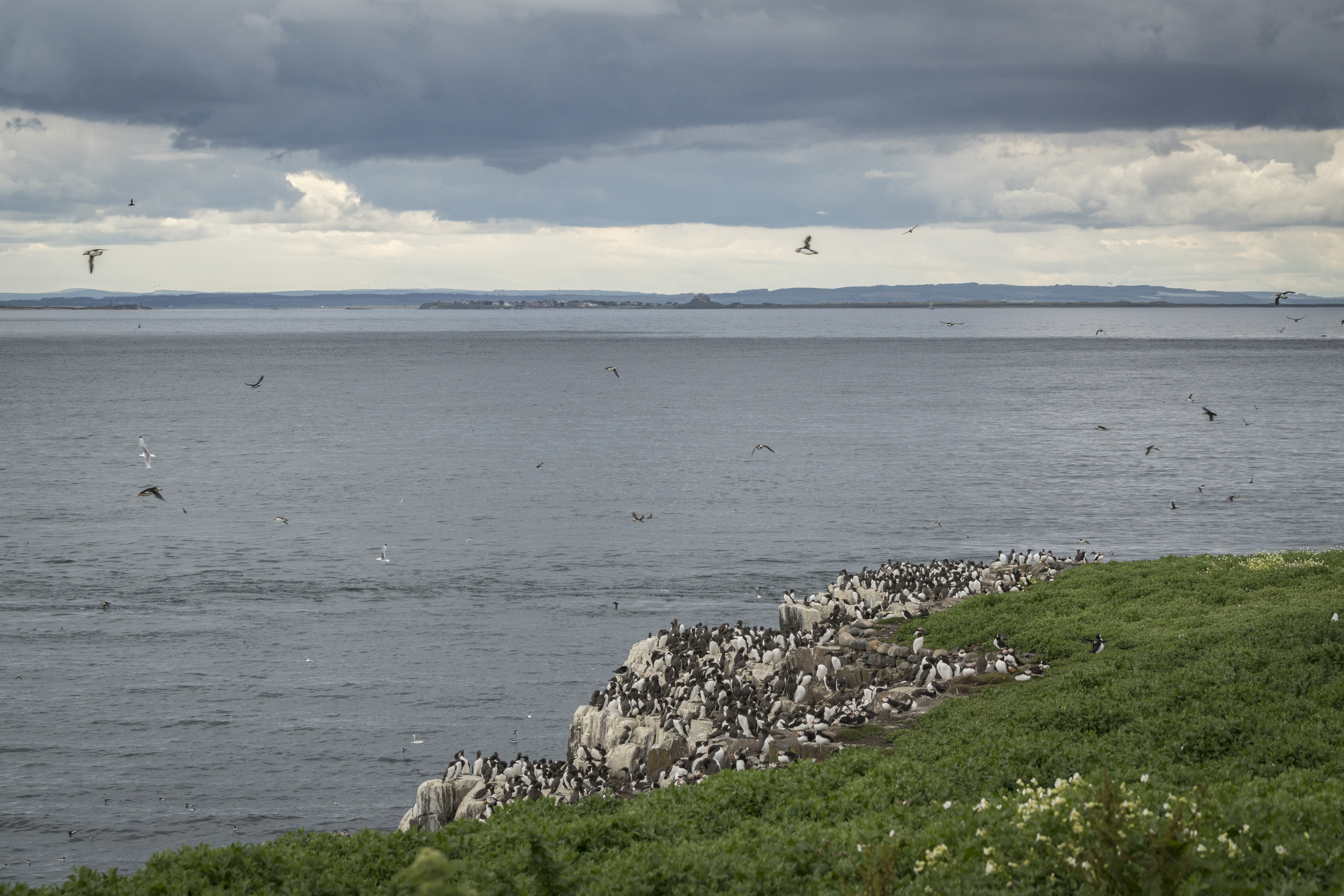 Clifftop nests on Inner Farne