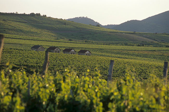 Tokaj vineyards of Oremus Estate