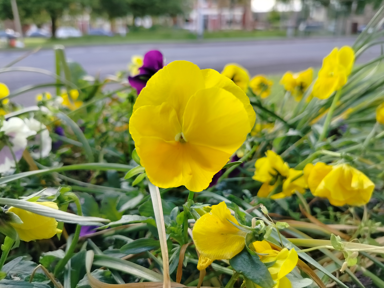 Realme 9 camera sample showing a yellow flower