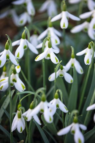 North Green snowdrops