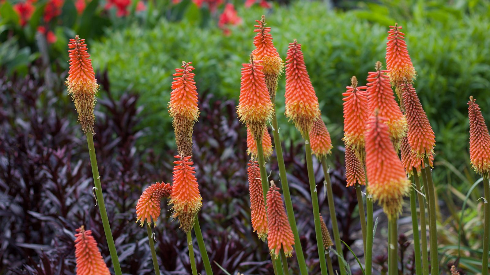 Red hot poker varieties 16 types for sizzling summer color Gardeningetc