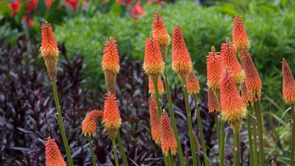 Beautiful image of red hot pokers or kniphofia growing