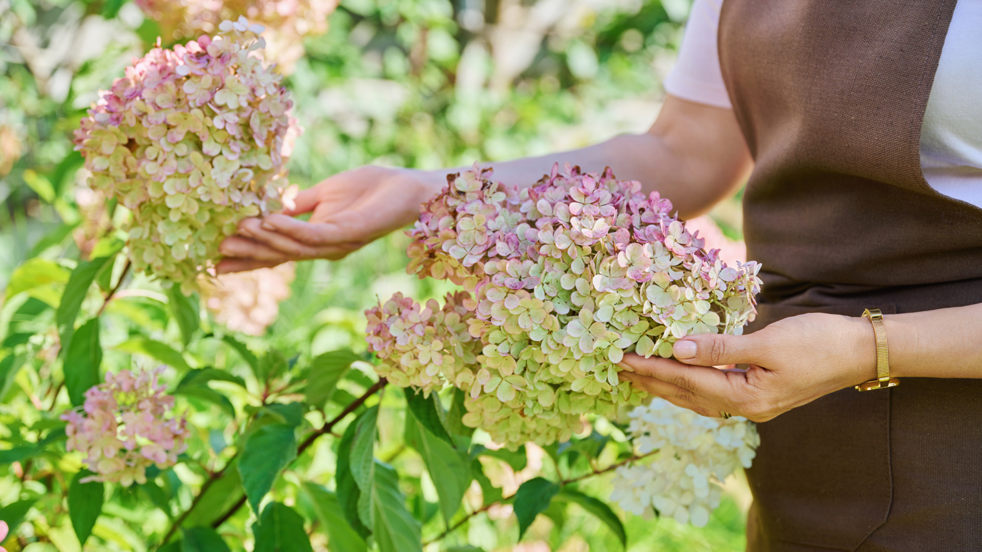 hydrangea panicle