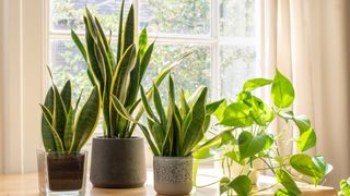 picture of three snake plants and a pothos on a table