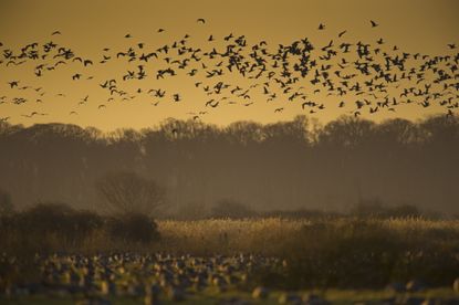 A flock of geese above an east-anglian field