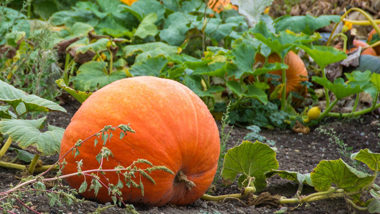 Large orange pumpkin