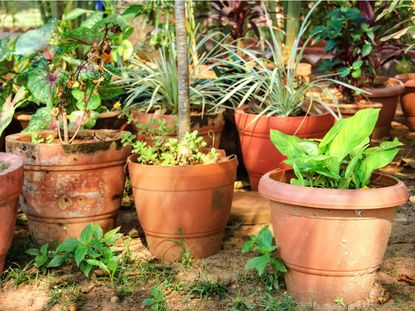 Outdoor Potted Plants And Trees